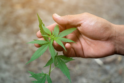 What are the Benefits of CBD?
